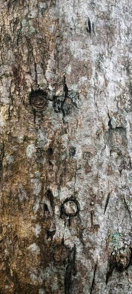 Olhar Detalhe Grande Casca Árvore Floresta — Fotografia de Stock