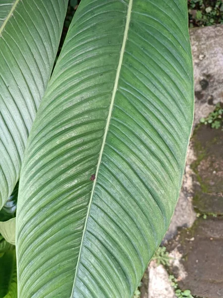 Grüne Lange Blätter Tropische Dekorative Heimischen Garten — Stockfoto