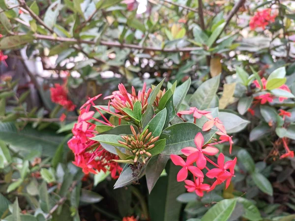 家庭菜園でのサラカ アソーカの赤い花 — ストック写真