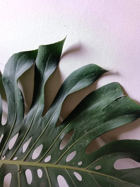 室内装飾植物のモンステラおいしい種の詳細葉 — ストック写真