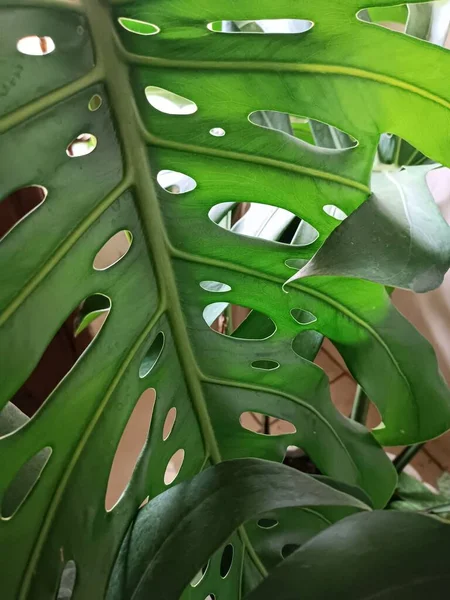 Monstera Deliciosa Türünün Detaylı Yaprağı Dekoratif Bitkide — Stok fotoğraf
