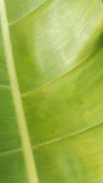 Yeşil Tropikal Yaprak Bitkisinin Yakın Plan Detayları — Stok fotoğraf