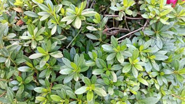 Yeşil yapraklı çalı bitkileri