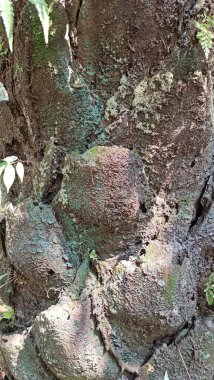 Yaşlı bir hurma ağacının gövdesinin detaylı dokusu