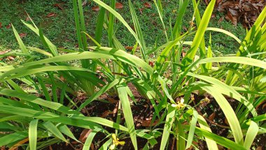 Bahçede uzun yaprak şekilli dekoratif bitkiler.