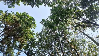 Görkemli Ağaçlar ve Sonsuz Gökyüzü büyüleyici alçak açılı bir perspektiften çekildi