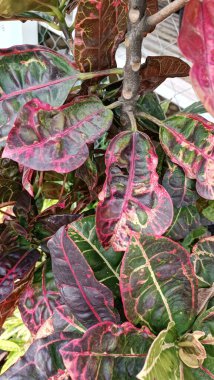 Kodiaeum 'un çeşitli dekoratif bitkilerinin detaylı parçaları.