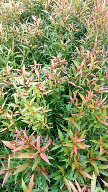 Syzygium oleana bitkisinin tomurcuğundaki kırmızımsı yeşil yaprak parçası.