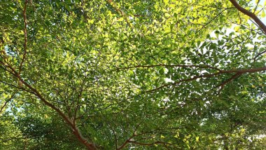 Görkemli Ağaçlar ve Sonsuz Gökyüzü büyüleyici alçak açılı bir perspektiften çekildi