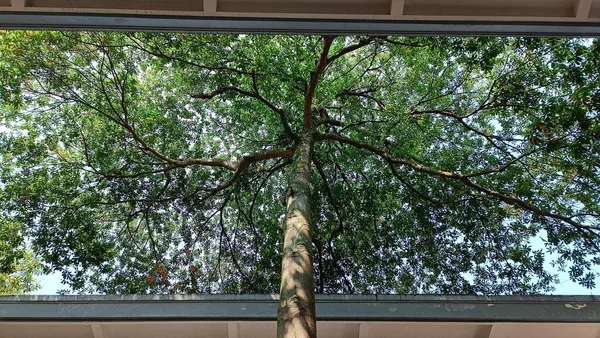 각도에서 나무와 — 스톡 사진