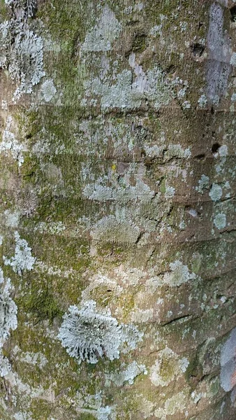 Детальная Текстура Старого Ствола Пальмы — стоковое фото