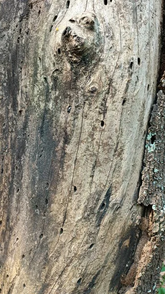 Detalj Utseende Stora Träd Bark Hud Skogen — Stockfoto