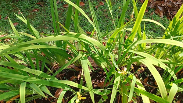 stock image Decorative plants in the garden with elongated leaf shapes