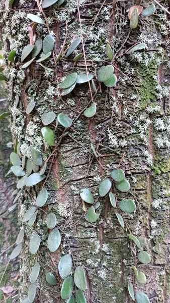 기어오르는 식물로 장식된 커다란 나무의 껍질의 — 스톡 사진