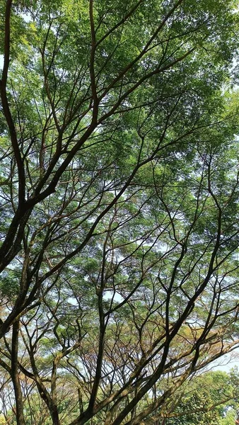 stock image Majestic Trees and Infinite Skies captured from a captivating low angle perspective