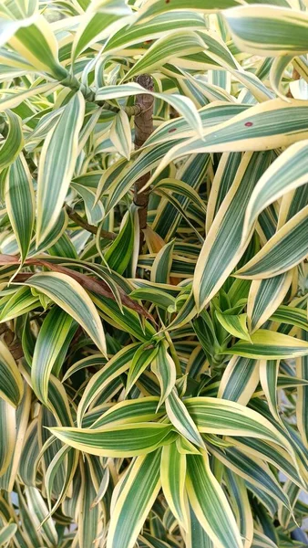 Groene Gele Bladeren Van Dracaena Decoratieve Plant — Stockfoto