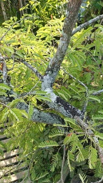 타마라 줄기를 버섯으로 나무를 가리킨다 — 스톡 사진