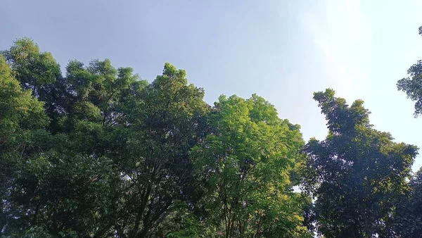 Majestueuze Bomen Oneindige Skies Vastgelegd Vanuit Een Boeiend Lage Hoek — Stockfoto