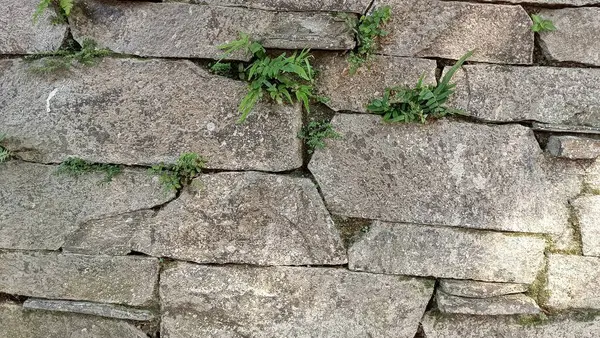 Het Oppervlak Van Stenen Muurstructuur Bedekt Met Wilde Planten — Stockfoto