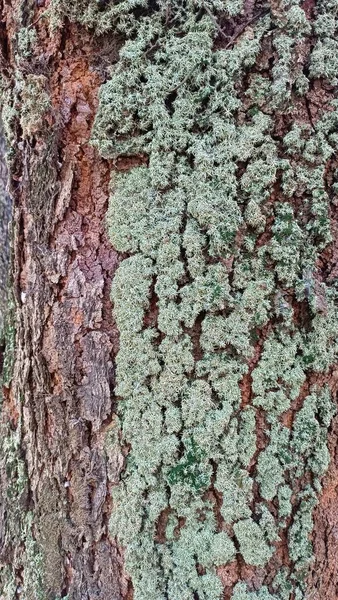Texture Une Grande Écorce Bois Recouverte Champignons Blanchâtre Verdâtre — Photo
