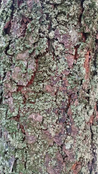 Textura Uma Grande Casca Madeira Coberta Cogumelos Esbranquiçados Esverdeados — Fotografia de Stock