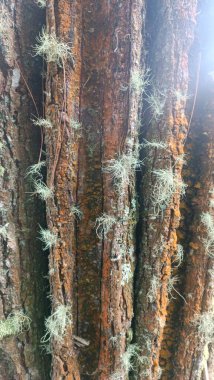 Ağaç gövdesinin dokusu soluk yeşil yosunlarla kaplıydı.