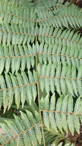 Frunze Verzi Pteridophyte Wild Ferns Plante Decorative — Fotografie, imagine de stoc