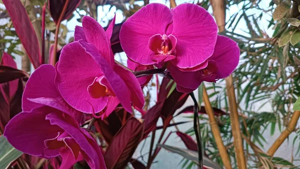 Szczegółowa Część Purpurowy Orchidea Kwiat — Zdjęcie stockowe