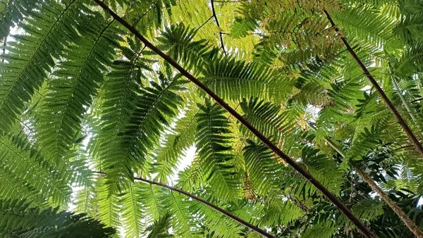 Yeşil Yapraklar Pteridophyte Vahşi Eğreltiotları Dekoratif Bitki — Stok fotoğraf
