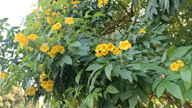 Tecoma 'nın sarı çiçekleri ve dalları Bahçedeki Sarı Yaşlı Stans