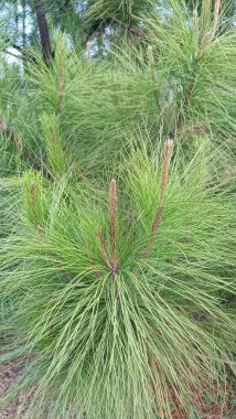 Bahçedeki bir sedir ağacının ayrıntıları