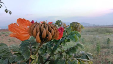 Bir Bahçe Bölgesi 'nde Çiçekli Afrika Lalesi' nin (Spatthodea campanulata) yakın çekimi