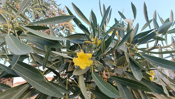 Bahçe Bölgesindeki Tabebuia Aurea Fabrikasının Çiçek ve Dalları