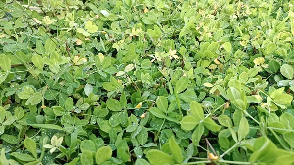 Fıstık Bitkileri (Arachis hipogaea) Dağılın