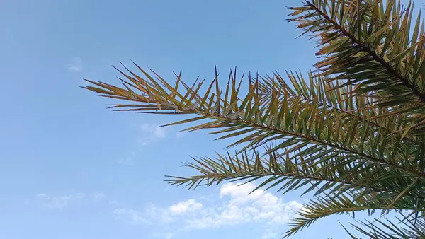 Palmblätterspitze Mit Blauem Himmelshintergrund — Stockfoto