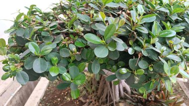 Ficus Microcarpa 'nın Yakın Çekim Portresi Yeşil Ada veya Banyan Ağacı Yaprakları Bahçede