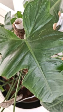 Yeşil Philodendron Bitkisinin Yakın Çekim Portresi Yaprakları