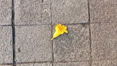 Sarı Hibiscus Çiçeklerinin Portresi Yere düştü