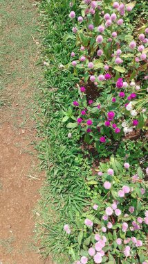 Bir Bahçe Yolu Portresi Mor Trifolium Pratense Çiçekleri ile Sıralanmış