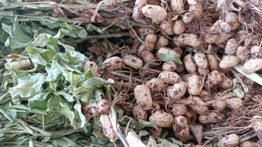 Hasattan Sonra Kurutulmuş Fıstık Portresi