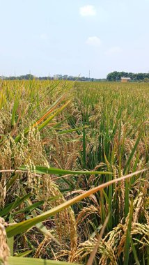 Çeşitli pirinç çeşitleriyle bir pirinç tarlasının portresi