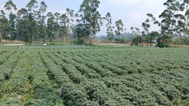 Patates tarlasında patates tohumları.
