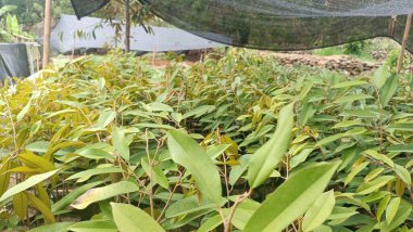 Üreme alanında durian bitkisinin filizlenmesi