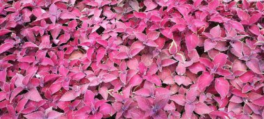 Pembe çiçeklerden oluşan bir yatağın yakın çekimi. Çiçekler tamamen çiçek açmış ve tüm görüntüyü kaplayacak şekilde düzenlenmiş. Sahne, çiçekler canlı olduğu için güzellik ve sükunet içerir.