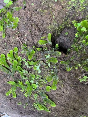 Yeşil yosunlarla kaplı bir kaya