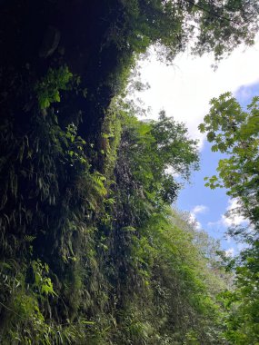 Şelalesi ve açık mavi gökyüzü olan yemyeşil bir orman. Ağaçlar uzun ve yapraklar yeşil.