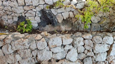 İçinden bitki çıkan taş bir duvar. Bitki küçük ve yeşildir. Duvar büyük taşlardan yapılmıştır ve çok uzundur.