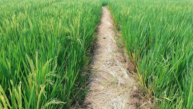 Pirinç tarlasından geçen bir patika var. Yol çamurdan yapılmıştır ve uzun yeşil pirinç bitkileriyle çevrilidir.