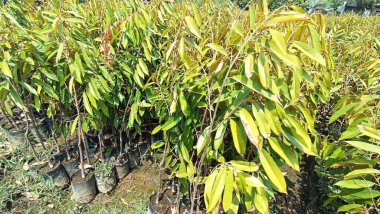 Bir grup ağaç bir çocuk odasındalar, bazıları ise saksıda. Ağaçlar yeşil ve sağlıklı, ve hepsi sıra sıra dizilmiş.