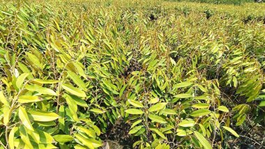 Kahverengi yapraklı yeşil ağaçlardan oluşan bir tarla. Tarla ağaçlarla dolu ve çok fazla güneş ışığı var.